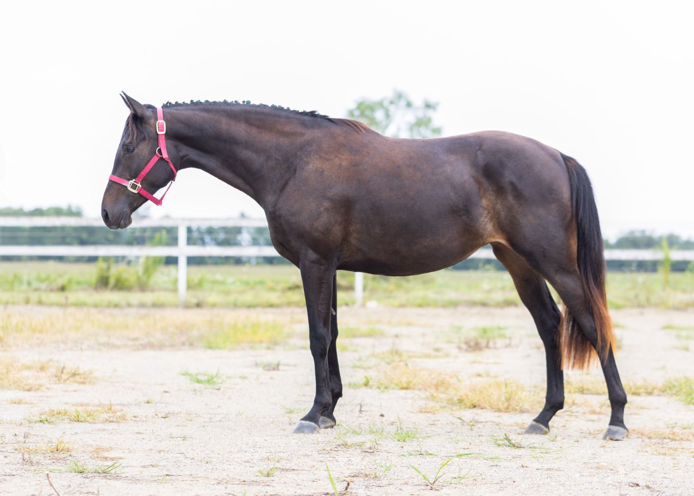 Wind Hill Girl Boss standing